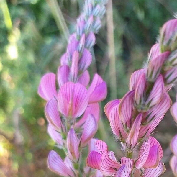 Onobrychis viciifolia Kvet