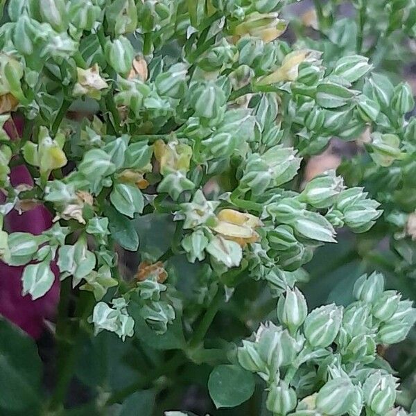 Polycarpon tetraphyllum Kukka