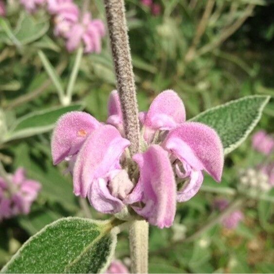 Phlomis purpurea Кветка