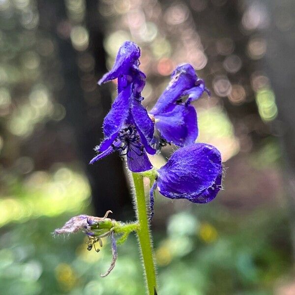 Aconitum columbianum Blomst