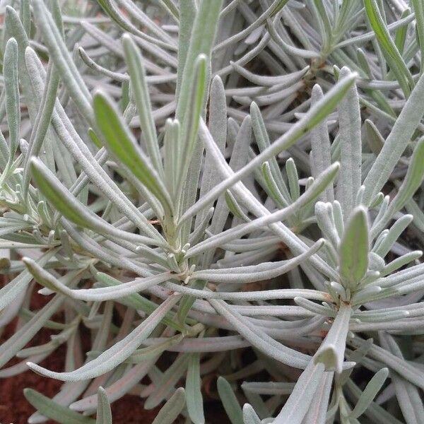 Lavandula latifolia Fulla