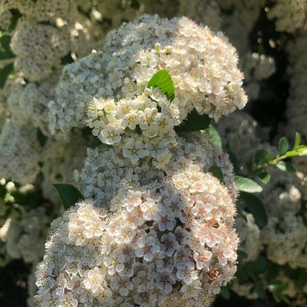 Pyracantha crenulata Flor