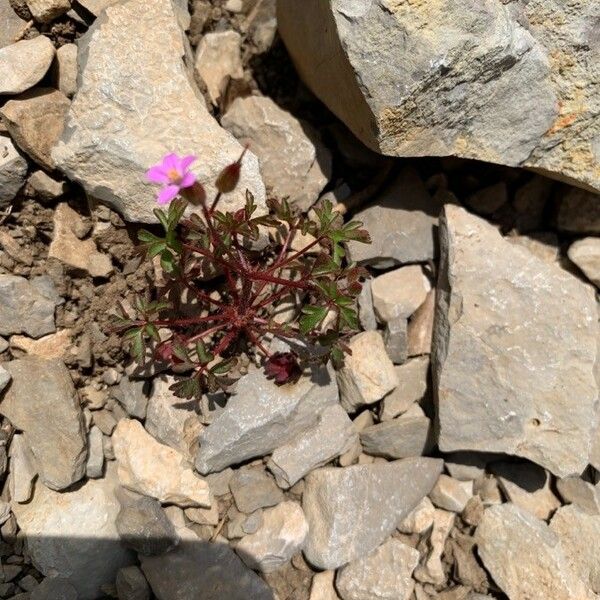 Geranium purpureum Floare