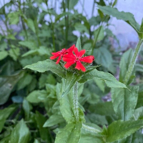 Silene chalcedonica Lorea