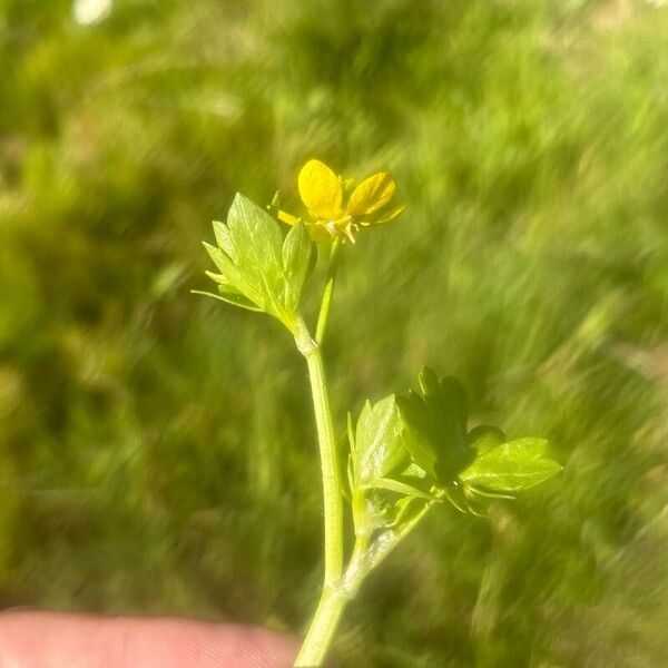 Ranunculus muricatus عادت