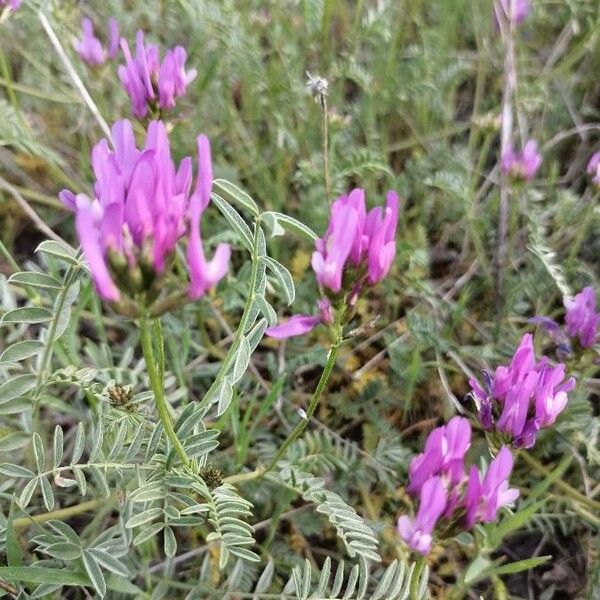 Astragalus onobrychis Flor