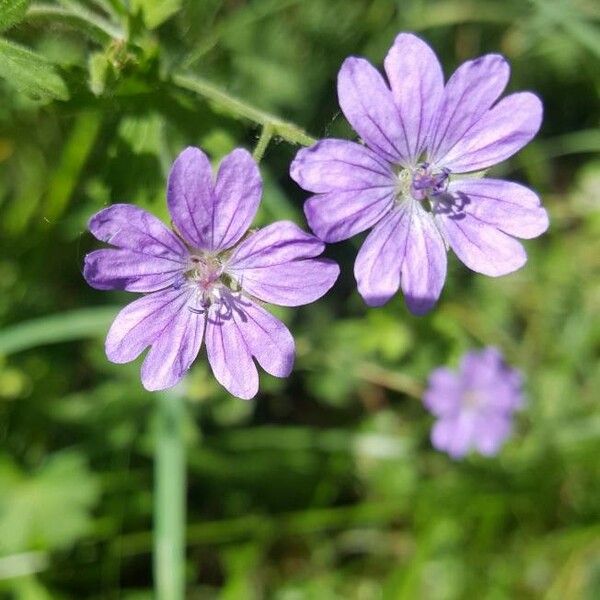 Geranium pyrenaicum Blüte