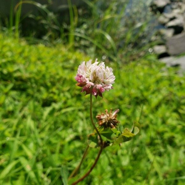Trifolium hybridum Blomst