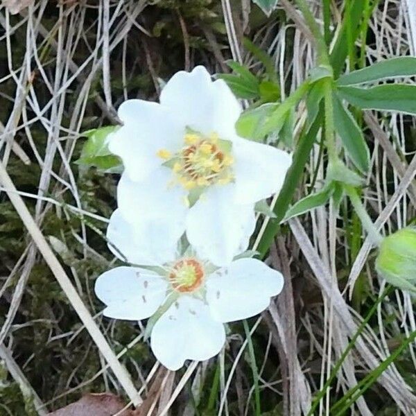 Potentilla alba Flors