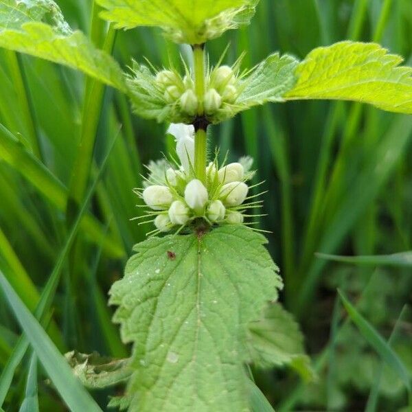 Lamium album Flor