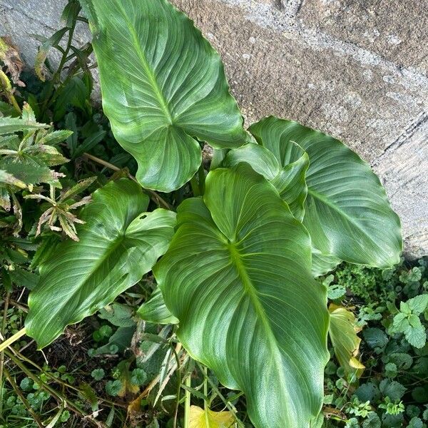 Zantedeschia aethiopica Leaf