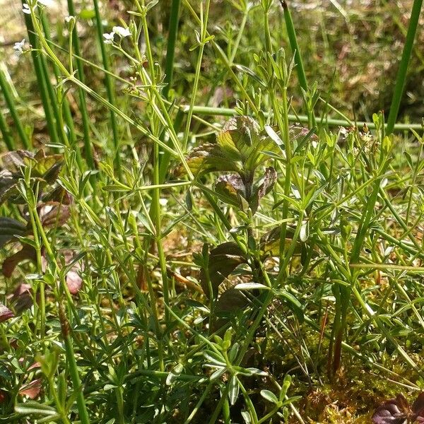 Galium palustre Hábito