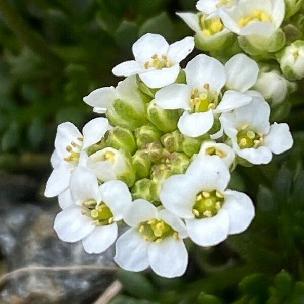 Hornungia alpina Цветок