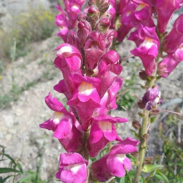 Antirrhinum majus Flower