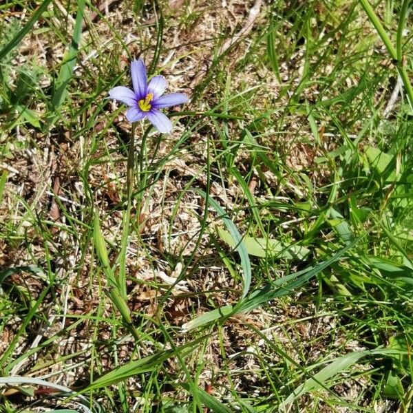 Sisyrinchium angustifolium Flower