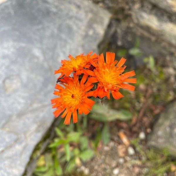 Crepis aurea Flower