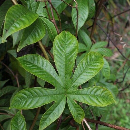 Merremia tuberosa 叶