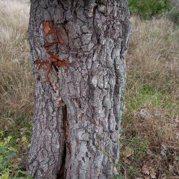 Quercus robur Bark