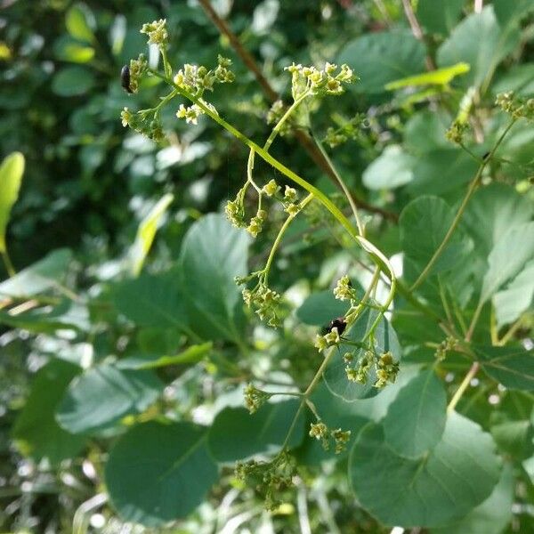 Cotinus coggygria 花