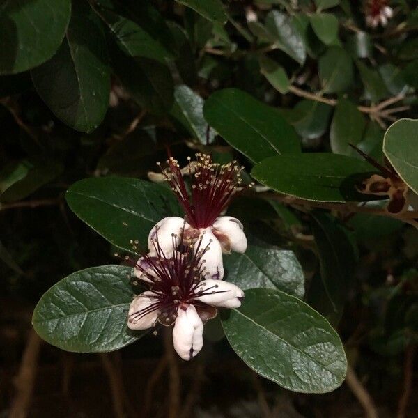 Feijoa sellowiana Folha