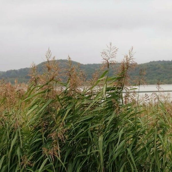 Arundo donax Leaf