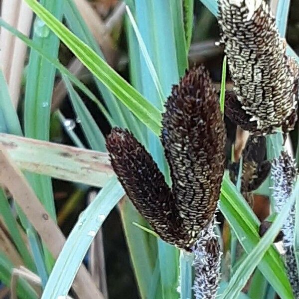 Carex acutiformis Flower