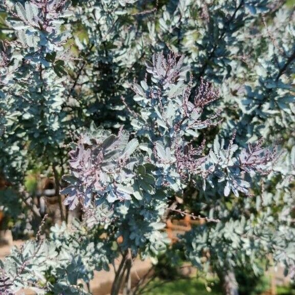 Acacia baileyana Frunză