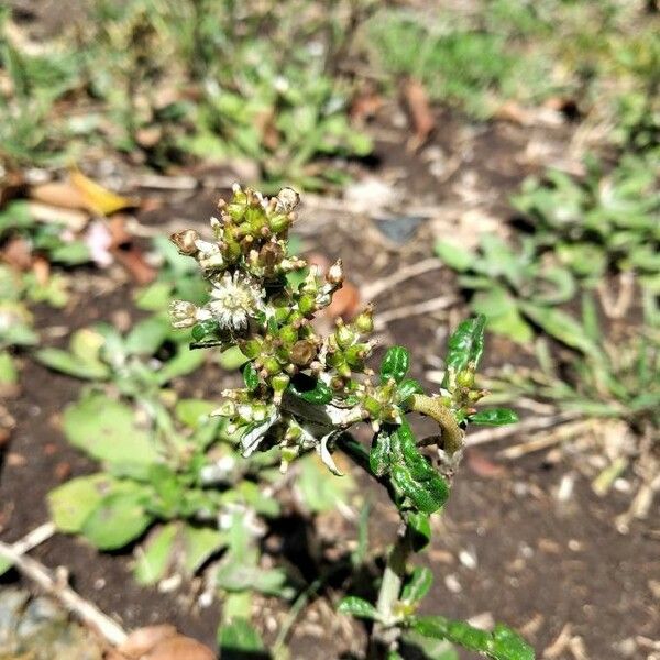 Gamochaeta pensylvanica Blomma