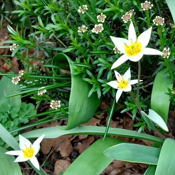 Tulipa turkestanica Habitus