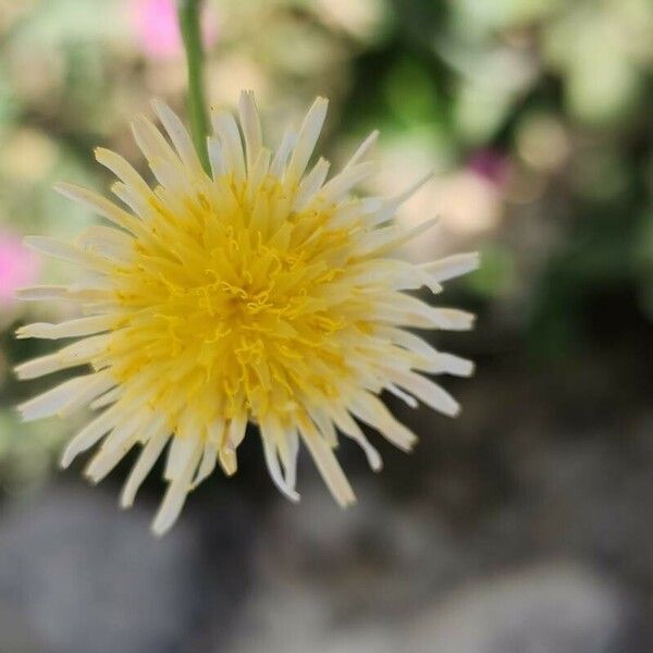 Sonchus maritimus 花