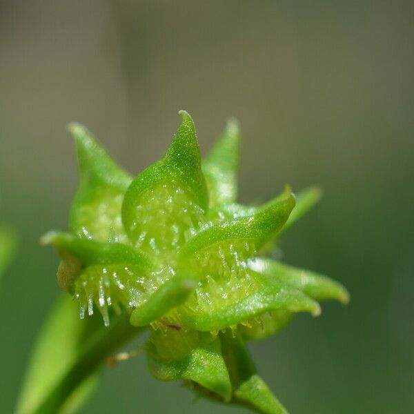 Ranunculus muricatus 果