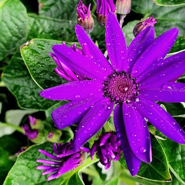 Pericallis lanata Floare