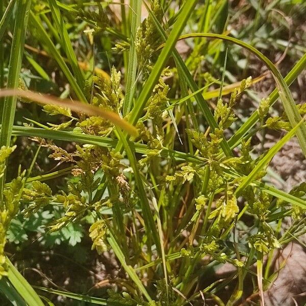 Cyperus iria 叶