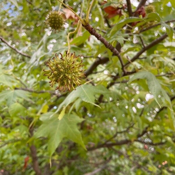 Liquidambar styraciflua Froito