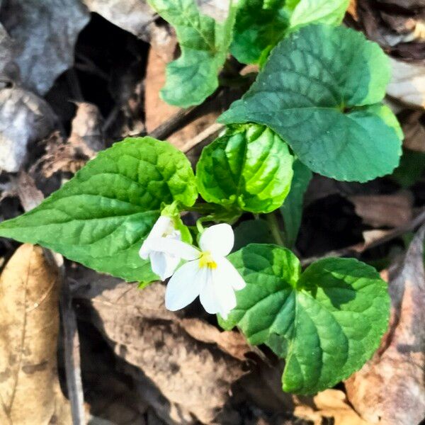 Viola canadensis 花