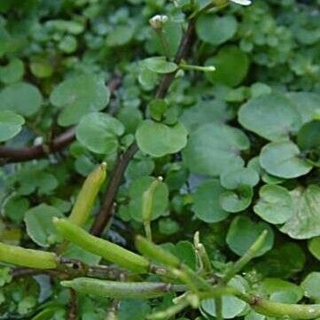 Nasturtium officinale Плод