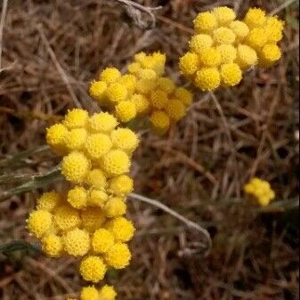 Helichrysum stoechas फूल