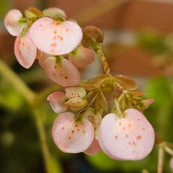 Begonia bowerae Cvet