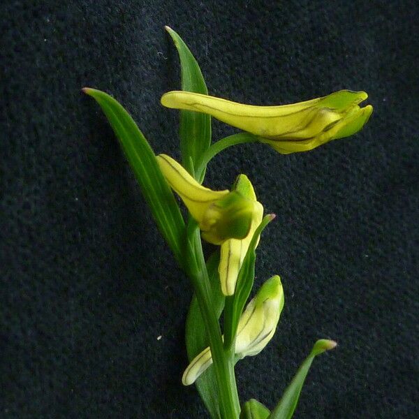 Corydalis pseudojuncea Hàbitat