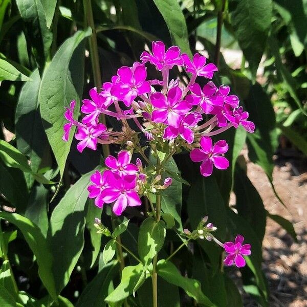 Phlox maculata 花