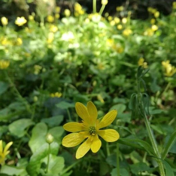 Ficaria verna Floare