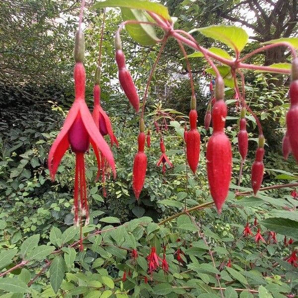 Fuchsia magellanica Λουλούδι