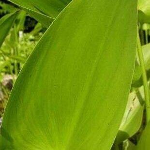 Pontederia cordata Leaf