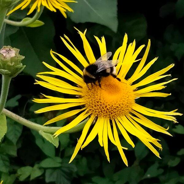 Inula helenium 花