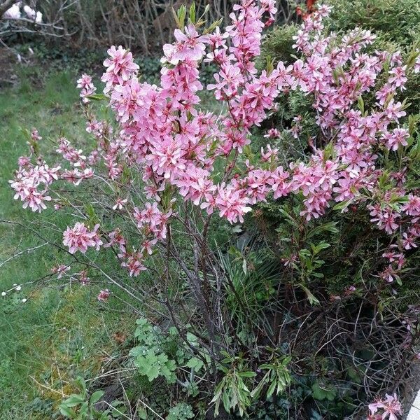 Prunus tenella Lorea