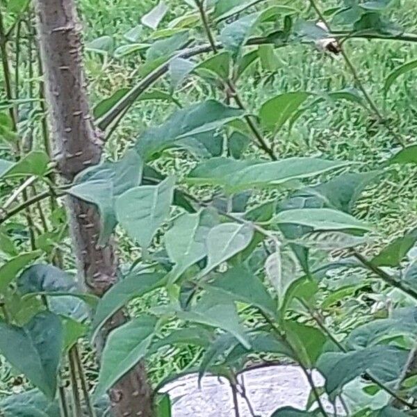 Syringa reticulata Leaf