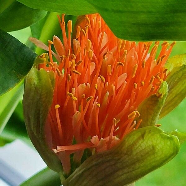 Scadoxus multiflorus Flower