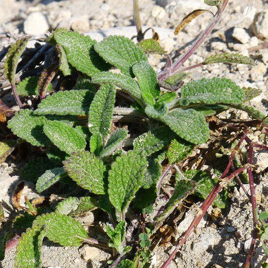 Stachys maritima Habit