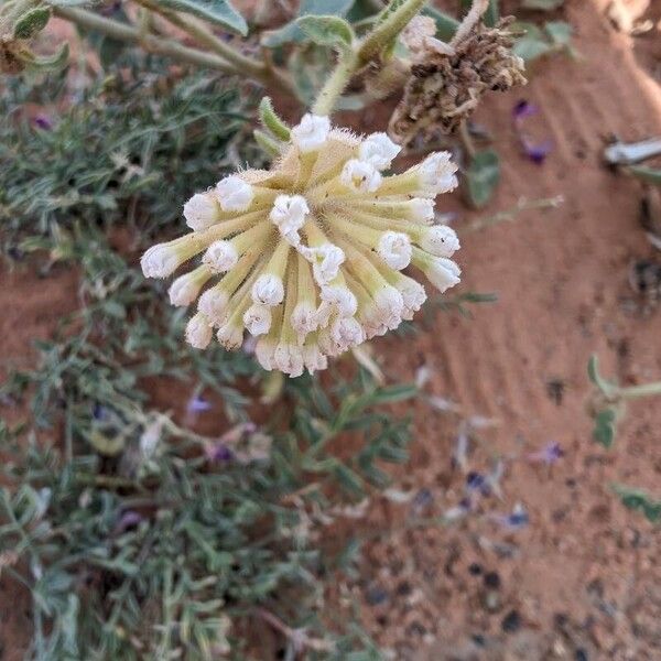 Abronia fragrans Blomma