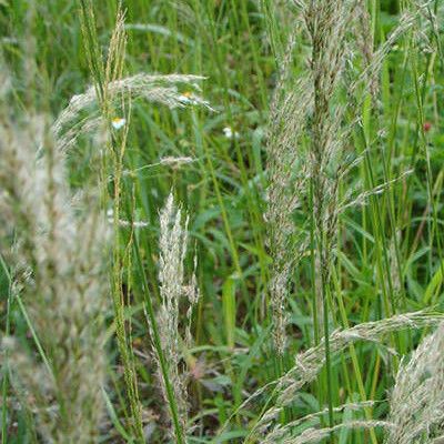 Digitaria insularis Celota